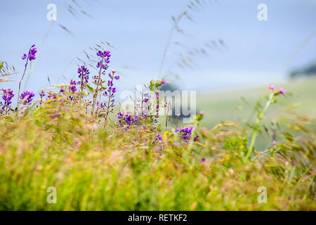 Silber bush Lupine (Lupinus Albifrons) blühen auf den Hügeln von sunol Regionale Wildnis, Alameda County, San Francisco Bay Area, Kalifornien Stockfoto