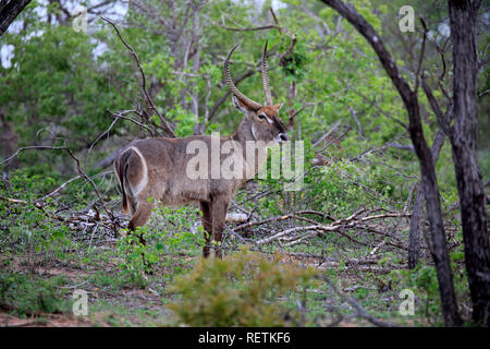 Gemeinsame Wasserbock, Krüger Nationalpark, Südafrika, Afrika, (Kobus ellipsiprymnus) Stockfoto