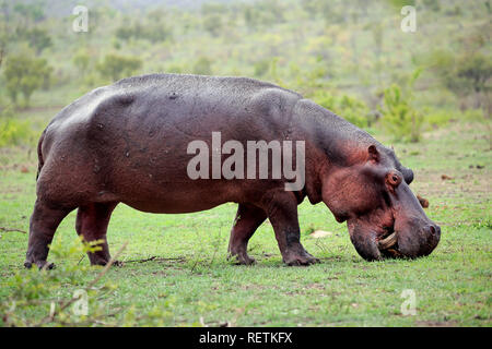 Hippopotamus, Fütterung auf frisches Gras nach dem ersten Regen, Krüger Nationalpark, Südafrika, Afrika, (Hippopotamus amphibius) Stockfoto