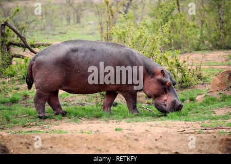 Hippopotamus, Fütterung auf frisches Gras nach dem ersten Regen, Krüger Nationalpark, Südafrika, Afrika, (Hippopotamus amphibius) Stockfoto