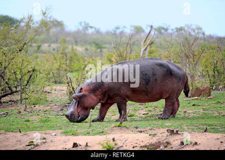 Hippopotamus, Fütterung auf frisches Gras nach dem ersten Regen, Krüger Nationalpark, Südafrika, Afrika, (Hippopotamus amphibius) Stockfoto