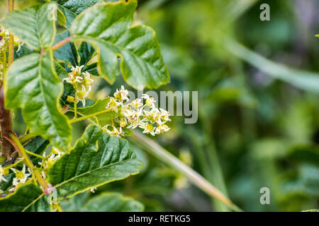 Pacific Giftsumach (Toxicodendron diversilobum) blühen auf den Hügeln von San Francisco Bay Area, Kalifornien Stockfoto