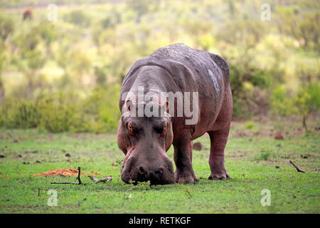 Hippopotamus, Fütterung auf frisches Gras nach dem ersten Regen, Krüger Nationalpark, Südafrika, Afrika, (Hippopotamus amphibius) Stockfoto