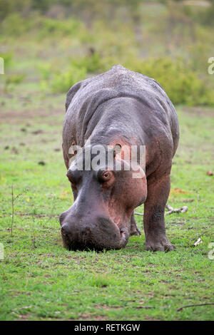 Hippopotamus, Fütterung auf frisches Gras nach dem ersten Regen, Krüger Nationalpark, Südafrika, Afrika, (Hippopotamus amphibius) Stockfoto