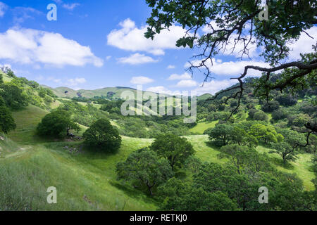 Grüne Tal in Sunol regionale Wildnis an einem sonnigen Frühlingstag mit blauem Himmel und weißen Wolken, San Francisco Bay Area, Alameda County, Kalifornien Stockfoto