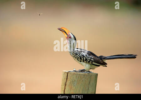 Yellowbilled Hornbill, Krüger Nationalpark, Südafrika, Afrika, (Tockus leucomelas) Stockfoto