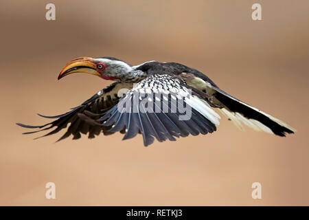 Yellowbilled Hornbill, nach Fliegen, Krüger Nationalpark, Südafrika, Afrika, (Tockus leucomelas) Stockfoto