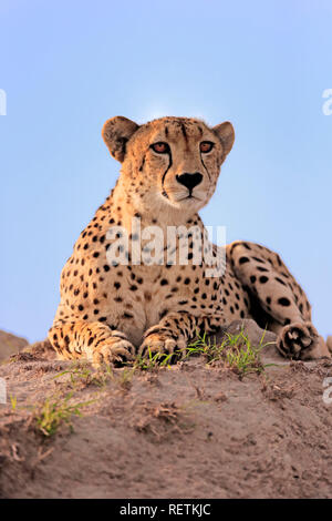 Cheetah, Sabi Sand Game Reserve, Krüger Nationalpark, Südafrika, Afrika, (Acinonyx jubatus) Stockfoto