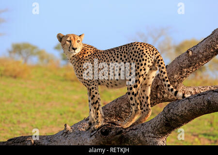 Cheetah, männlich, Sabi Sand Game Reserve, Krüger Nationalpark, Südafrika, Afrika, (Acinonyx jubatus) Stockfoto