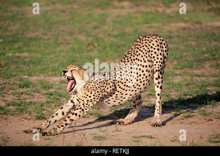 Cheetah, Sabi Sand Game Reserve, Krüger Nationalpark, Südafrika, Afrika, (Acinonyx jubatus) Stockfoto