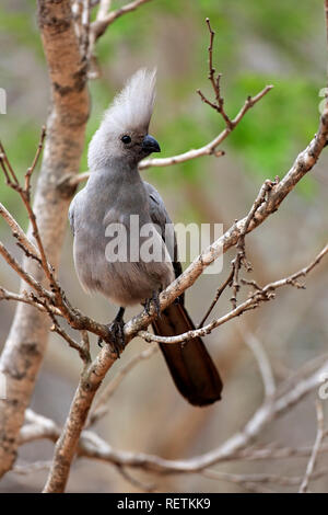 Grau Lourie, Erwachsenen auf dem Baum, Krüger Nationalpark, Südafrika, Afrika, (Corythaixoides concolor) Stockfoto