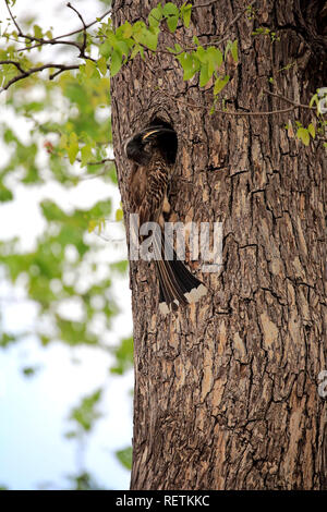 Grau Hornbill, erwachsenen Mann auf Baum an Baum hohl, Krüger Nationalpark, Südafrika, Afrika, (Tockus nasutus) Stockfoto