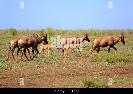 Wasserbüffeln, männlich, weiblich, Youngs, Krüger Nationalpark, Südafrika, Afrika, (Damaliscus lunatus) Stockfoto