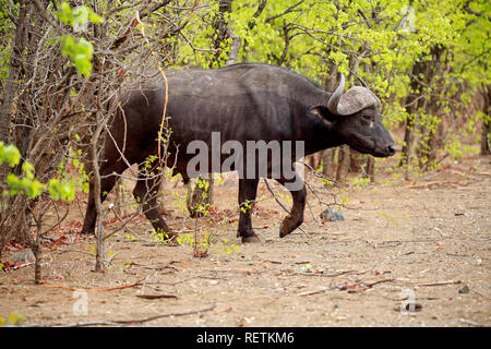 Afrikanische Büffel, erwachsene Wandern, Sabi Sand Game Reserve, Krüger Nationalpark, Südafrika, Afrika, (Syncerus Caffer) Stockfoto