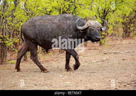Afrikanische Büffel, erwachsene Wandern, Krüger Nationalpark, Südafrika, Afrika, (Syncerus Caffer) Stockfoto