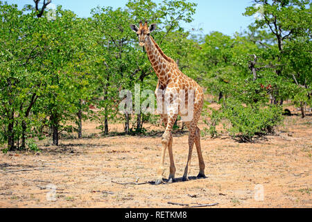 Kap Giraffe, Krüger Nationalpark, Südafrika, Afrika, (Giraffa Camelopardalis giraffa) Stockfoto