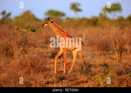 Kap Giraffe, Junge, Krüger Nationalpark, Südafrika, Afrika, (Giraffa Camelopardalis giraffa) Stockfoto