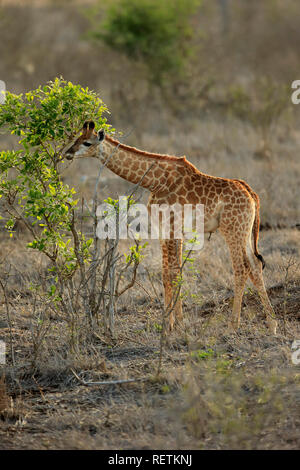 Kap Giraffe, Junge, Krüger Nationalpark, Südafrika, Afrika, (Giraffa Camelopardalis giraffa) Stockfoto