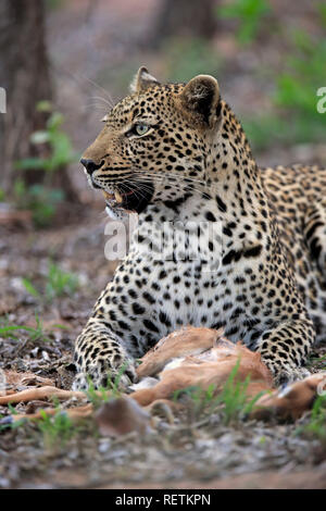 Leopard, Sabi Sand Game Reserve, Krüger Nationalpark, Südafrika, Afrika, (Panthera pardus) Stockfoto