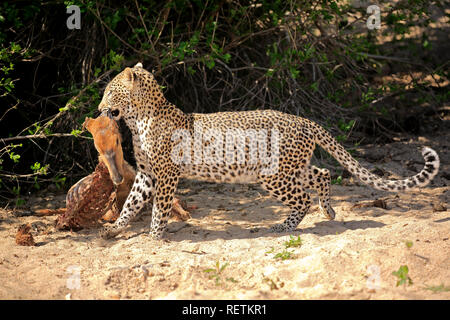 Leopard, Erwachsene mit Raub, Sabi Sand Game Reserve, Krüger Nationalpark, Südafrika, Afrika, (Panthera pardus) Stockfoto