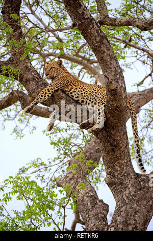 Leopard, Erwachsenen auf dem Baum, Sabi Sand Game Reserve, Krüger Nationalpark, Südafrika, Afrika, (Panthera pardus) Stockfoto