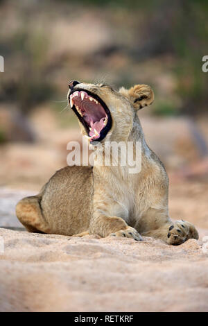 Löwe, erwachsene Frau in out Riverbed getrocknet, Sabi Sand Game Reserve, Krüger Nationalpark, Südafrika, Afrika, (Panthera leo) Stockfoto