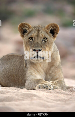 Löwe, erwachsene Frau in out Riverbed getrocknet, Sabi Sand Game Reserve, Krüger Nationalpark, Südafrika, Afrika, (Panthera leo) Stockfoto