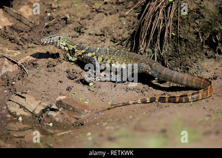 Nil Monitor, Krüger Nationalpark, Südafrika, Afrika, (Varanus niloticus) Stockfoto