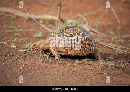 Leopard Tortoise, nach Fütterung, Kruger Nationapark, Südafrika, Afrika, (Testudo pardalis) Stockfoto