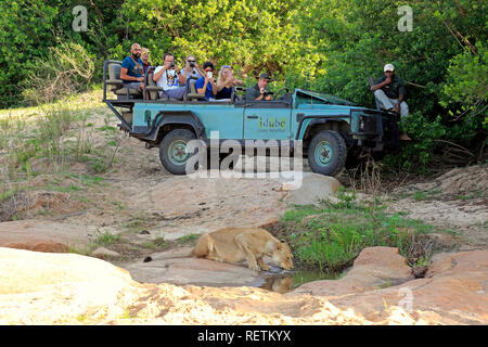 Safari Fahrzeug, Private Game Drive mit Touristen in Safari Fahrzeug, Sabi Sand Game Reserve, Krüger Nationalpark, Südafrika, Afrika Stockfoto