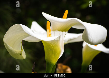 Nahaufnahme der Blüte Calla lily (Zantedeschia aethiopica), Golden Gate Park, San Francisco, Kalifornien; dunklen Hintergrund Stockfoto