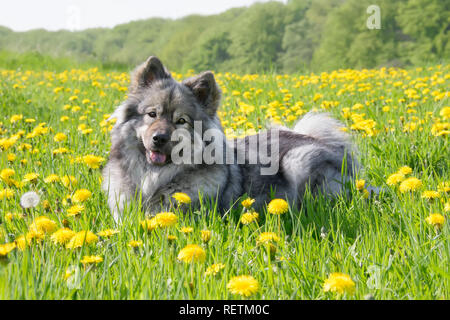 Ein niedliches Eurasier Hund (Spitz) liegt in einer Wiese mit gelben Löwenzahn Blumen an einem sonnigen Tag im Frühjahr Stockfoto