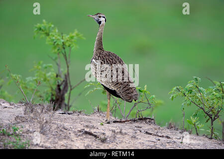 Black-Bellied Bustard, erwachsenen männlichen, Krüger Nationalpark, Südafrika, Afrika, (Lissotis melanogaster) Stockfoto