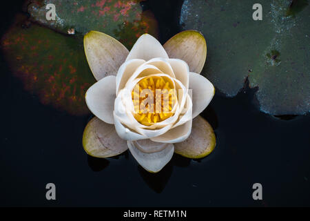 In der Nähe von white water lily; dunklen Hintergrund Stockfoto