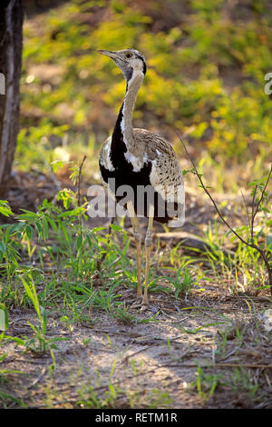 Black-Bellied Bustard, erwachsenen männlichen, Krüger Nationalpark, Südafrika, Afrika, (Lissotis melanogaster) Stockfoto