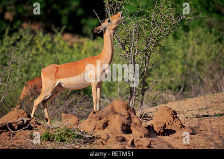 Impala, erwachsenes Weibchen füttern, Sabi Sand Game Reserve, Krüger Nationalpark, Südafrika, Afrika, (Aepyceros melampus) Stockfoto