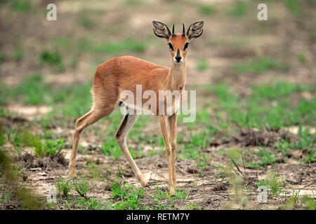 Steinböckchen, erwachsenen männlichen, Krüger Nationalpark, Südafrika, Afrika, (Raphicerus Campestris) Stockfoto