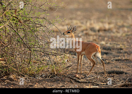 Steinböckchen, erwachsenen männlichen, Krüger Nationalpark, Südafrika, Afrika, (Raphicerus Campestris) Stockfoto