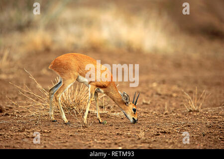 Steinböckchen, erwachsenen männlichen, Krüger Nationalpark, Südafrika, Afrika, (Raphicerus Campestris) Stockfoto