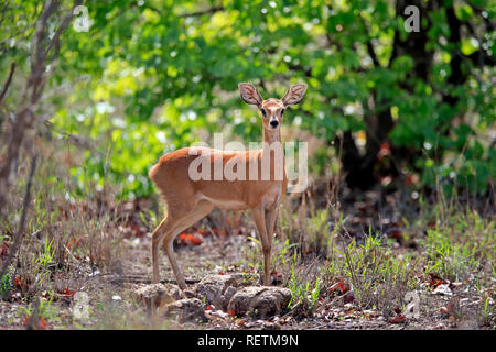 Steinböckchen, erwachsene Frau, Krüger Nationalpark, Südafrika, Afrika, (Raphicerus Campestris) Stockfoto