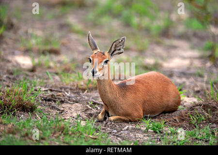 Steinböckchen, erwachsene Frau, Krüger Nationalpark, Südafrika, Afrika, (Raphicerus Campestris) Stockfoto