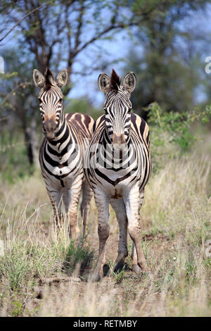 Ebenen Zebras, Krüger Nationalpark, Südafrika, Afrika, (Equus quagga burchelli) Stockfoto