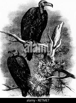 . Die illustrierte Naturgeschichte [microform]. Vögel; Naturgeschichte; Oiseaux; Baron. Â ("I. TUrUvKY nVZZMiD. âCullinrixta ein, ein. Zu ruscfiptible atniospluTic iiifluonce. Es ist nicht iiii]) rol) iible tliat Tin-niil batli kann der Vogel in digostinL; die i'ood whii ^h Es hat so rav (iiouÂ" ly consnniod. sowie Dekan. - seine Federn ic aus der stinkenden tierische Substanz, die nicht bnt Clin^;' nach tiiem tlicir stark duftende bildhübsche. Während in Essen Sie sind Jiot auf allen insbesondere über Verschmutzung ihrer featlicvs, für tliey hoie dtten wird ein Riss in der Haut eines Dea eingerückt Stockfoto