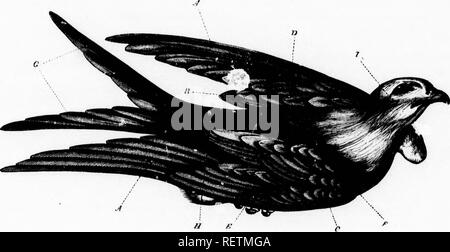 . Die illustrierte Naturgeschichte [microform]. Vögel; Naturgeschichte; Oiseaux; Baron. 3 Der Flügel ist bo sichtbar von icen, dass zehn der Ids an die Hand eginning auf ihre Form und Bedeutung, sie sind • le, Spatz, infT und Tauchen 1 im Adler, ble der Überschreitung von inges, flucht er Strauß, der hich kann liardly ijuence reduziert 1 "Secondaries." Ich sie imper - oots, die Ellenbogen des Menschen. in einigen Vogel. s d auffällig, dass ein Teil der als der Regenpfeifer, Flügel. In der} Sie sind sehr? Die Abdeckung der TE-Unterschied von Ssume verschiedene le Art der Vergoldung der Vogel Stockfoto