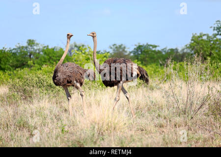 Südafrikanischer Strauß, erwachsenen Weibchen, Krüger Nationalpark, Südafrika, Afrika, (Struthio camelus australis) Stockfoto