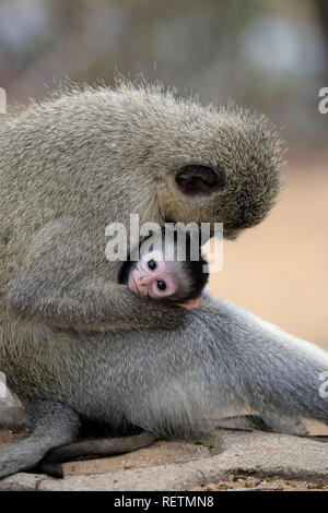 Meerkatze, erwachsenes Weibchen mit Jungen, Krüger Nationalpark, Südafrika, Afrika, (Chlorocebus pygerythrus) Stockfoto