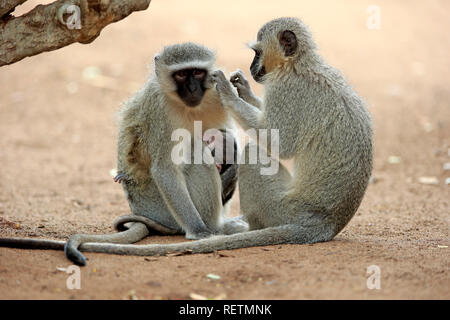 Meerkatze, erwachsenes Weibchen mit Jungen, Krüger Nationalpark, Südafrika, Afrika, (Chlorocebus pygerythrus) Stockfoto