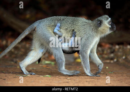 Meerkatze, erwachsenes Weibchen mit Jungen, Krüger Nationalpark, Südafrika, Afrika, (Chlorocebus pygerythrus) Stockfoto