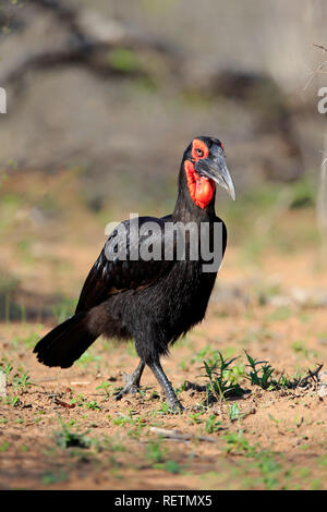 Südliche Hornrabe, Krüger Nationalpark, Südafrika, Afrika, (Bucorvus leadbeateri) Stockfoto