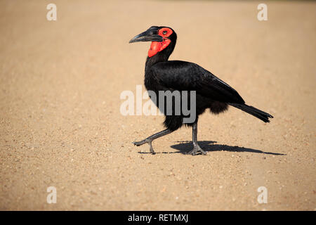 Südliche Hornrabe, Krüger Nationalpark, Südafrika, Afrika, (Bucorvus leadbeateri) Stockfoto